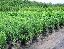 Prunus lauroc.'Caucasica'